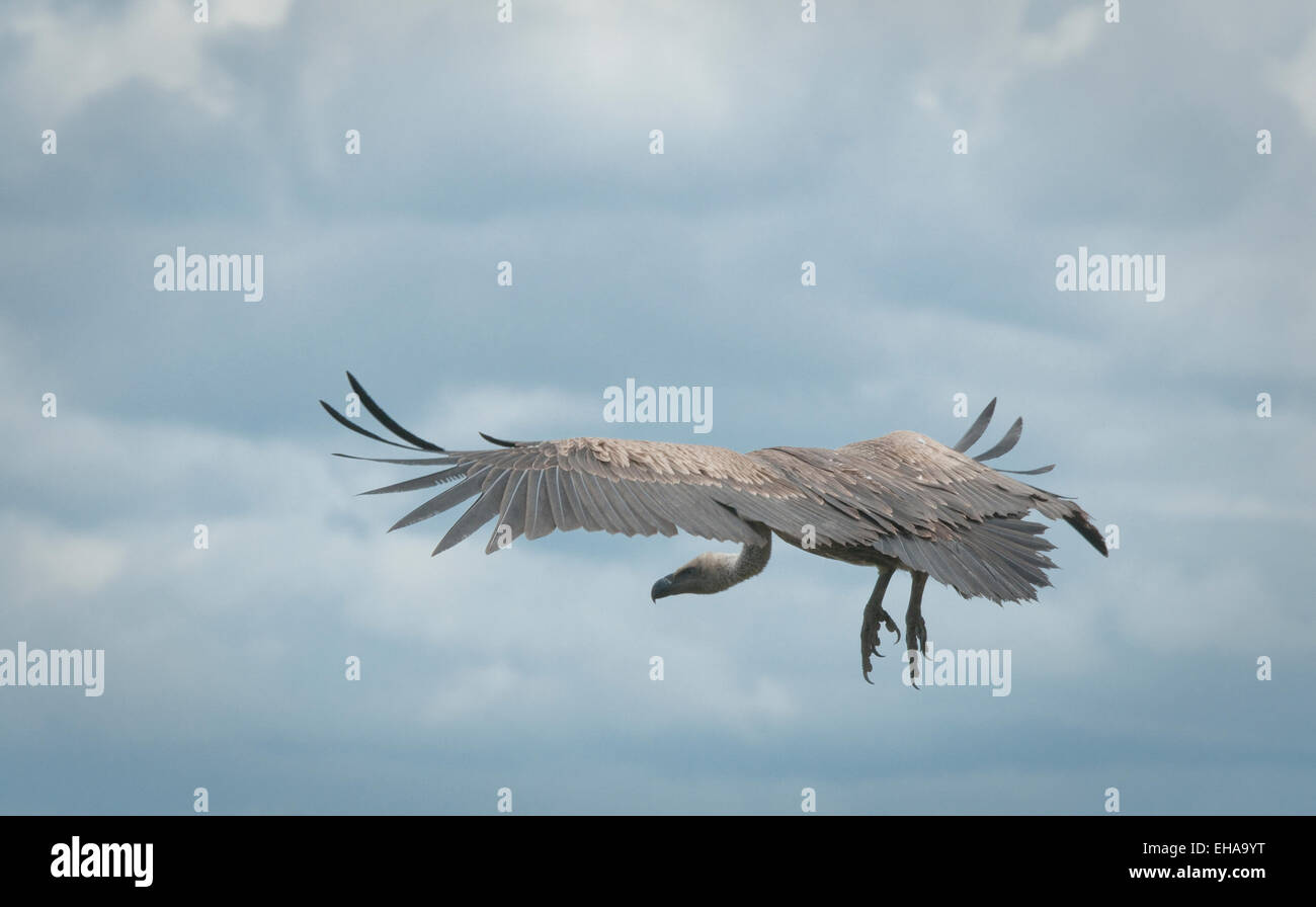 White-backed Vulture battenti in per uccidere Foto Stock