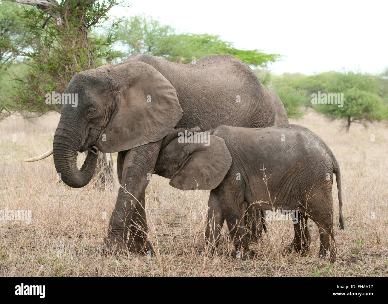 Elefante africano con giovani assistenza infermieristica Foto Stock