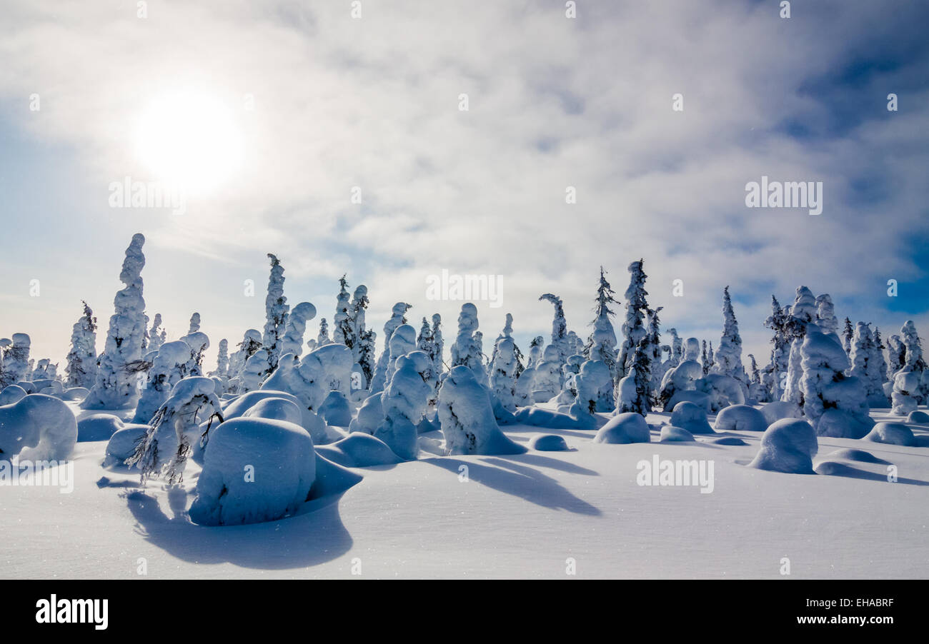 Una coperta di neve foresta in Lapponia finlandese Foto Stock