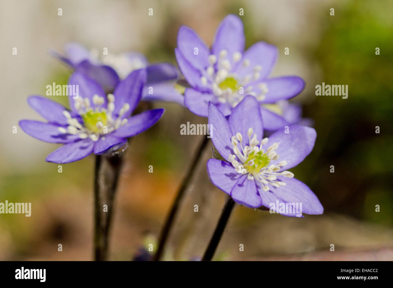 Liverwort in primavera Foto Stock