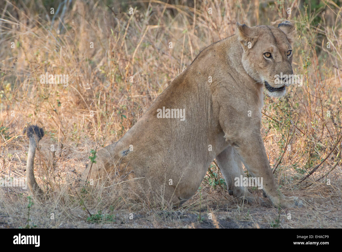 Katavi NP, Leonessa Foto Stock