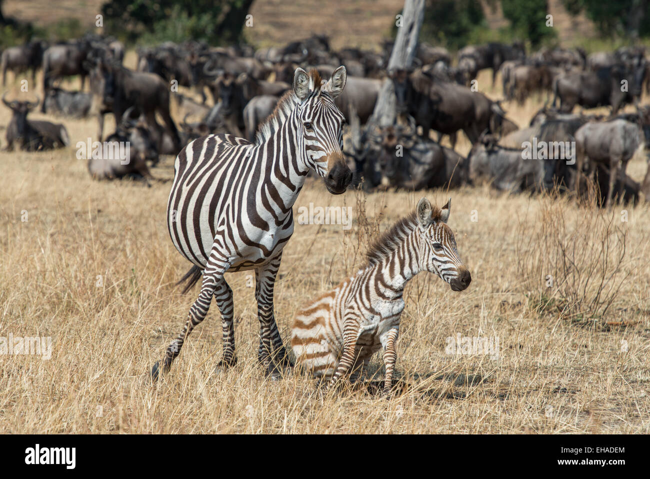 Serengeti NP, zebre Foto Stock