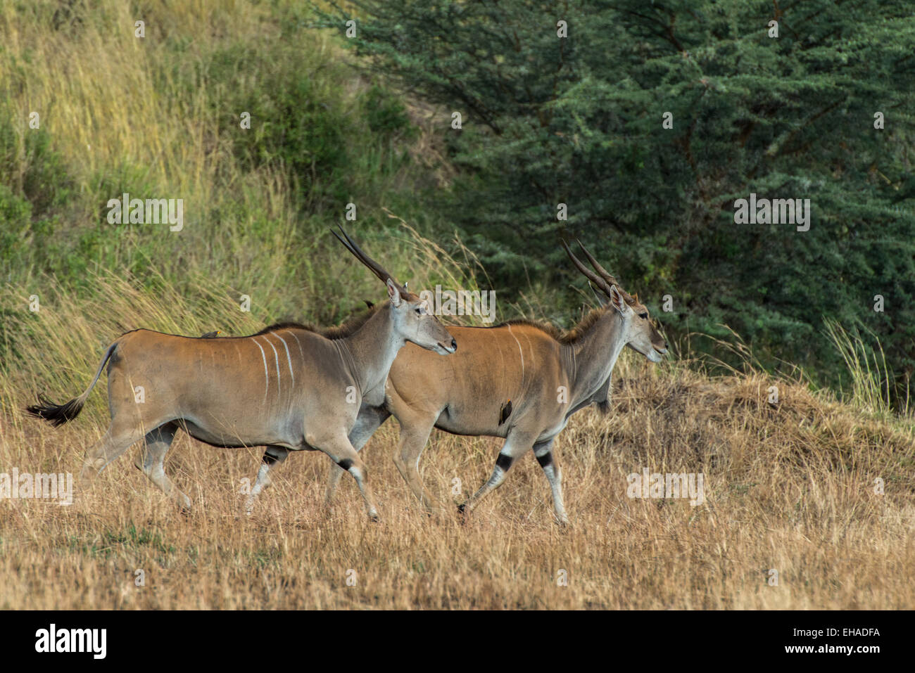 Serengeti NP, Eland Foto Stock