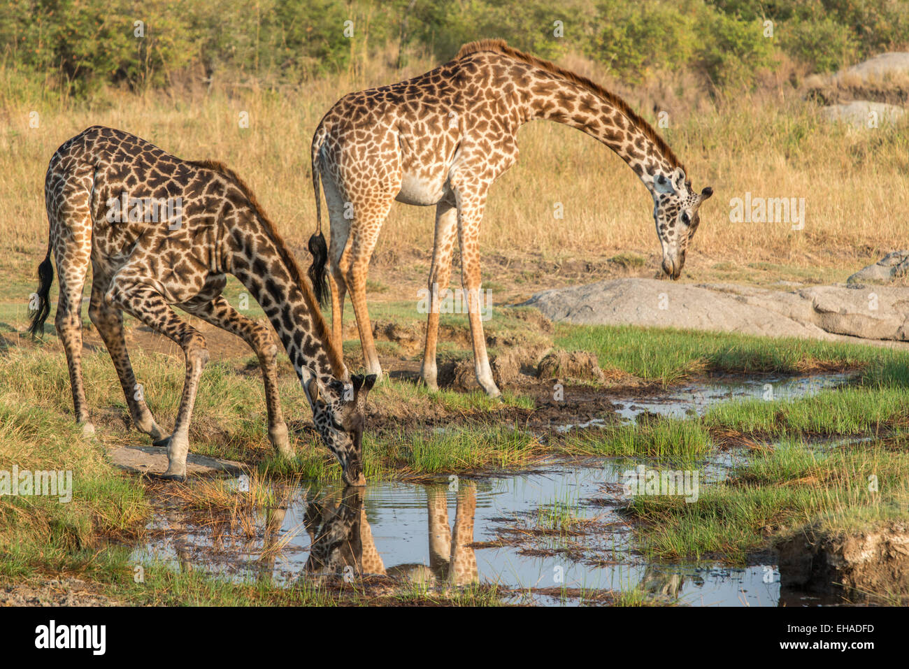 Serengeti NP, giraffe Foto Stock
