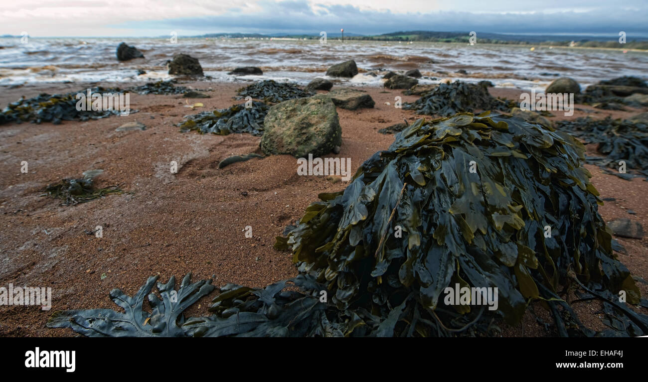 La piccola città di pescatori di Lympstone in Devon Foto Stock