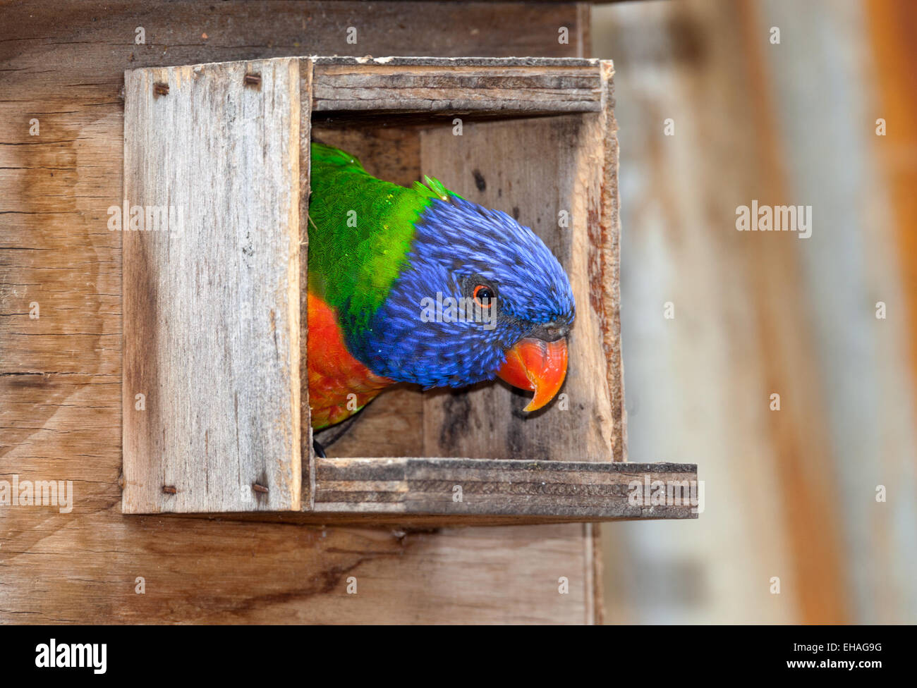 Pappagallo australiano molto rumoroso e colori molto luminosi la lorikeet Foto Stock