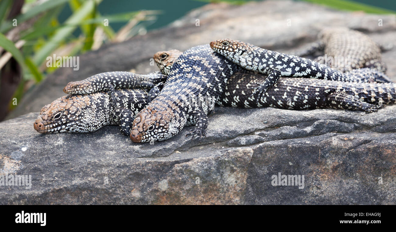 Australian lizard a rilassarci potrebbe essere comune blue tongue skink Foto Stock