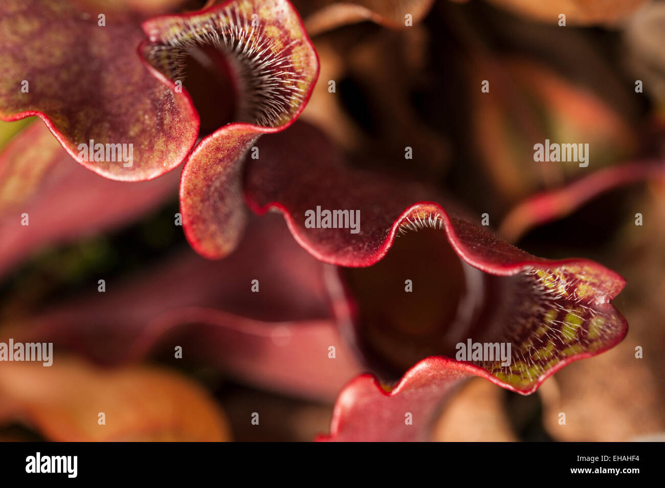 Modelli astratti delle foglie rosse di Sarracenia purpurea venosa, o pianta brocca. Foto Stock