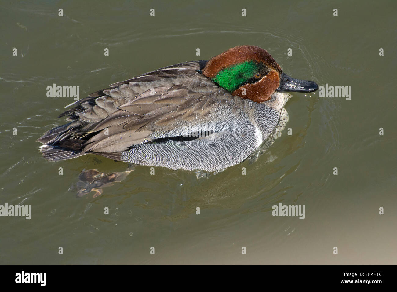 Un maschio verde-winged Teal. Foto Stock