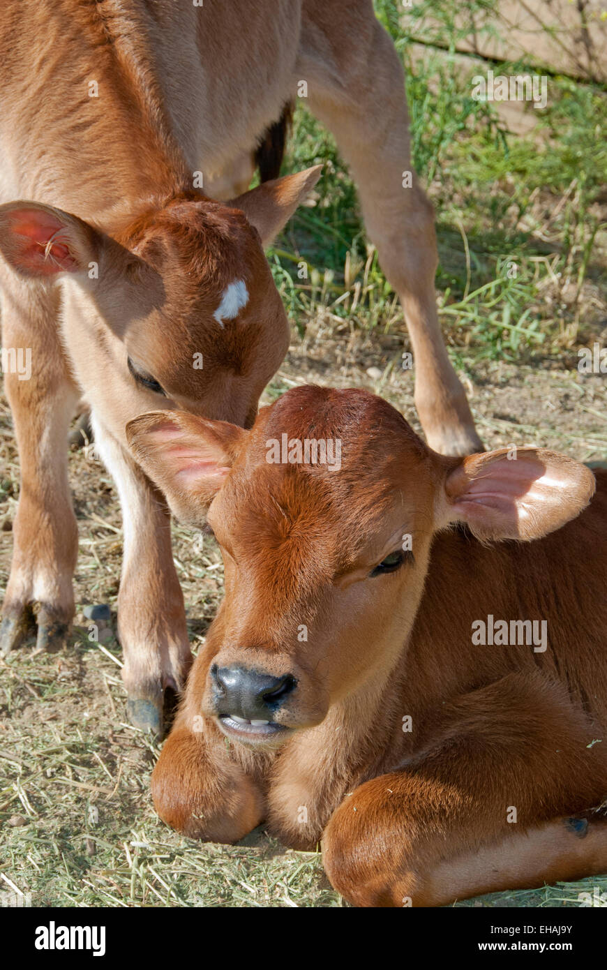 Jersey vitelli di interazione (razza lattiera) Foto Stock