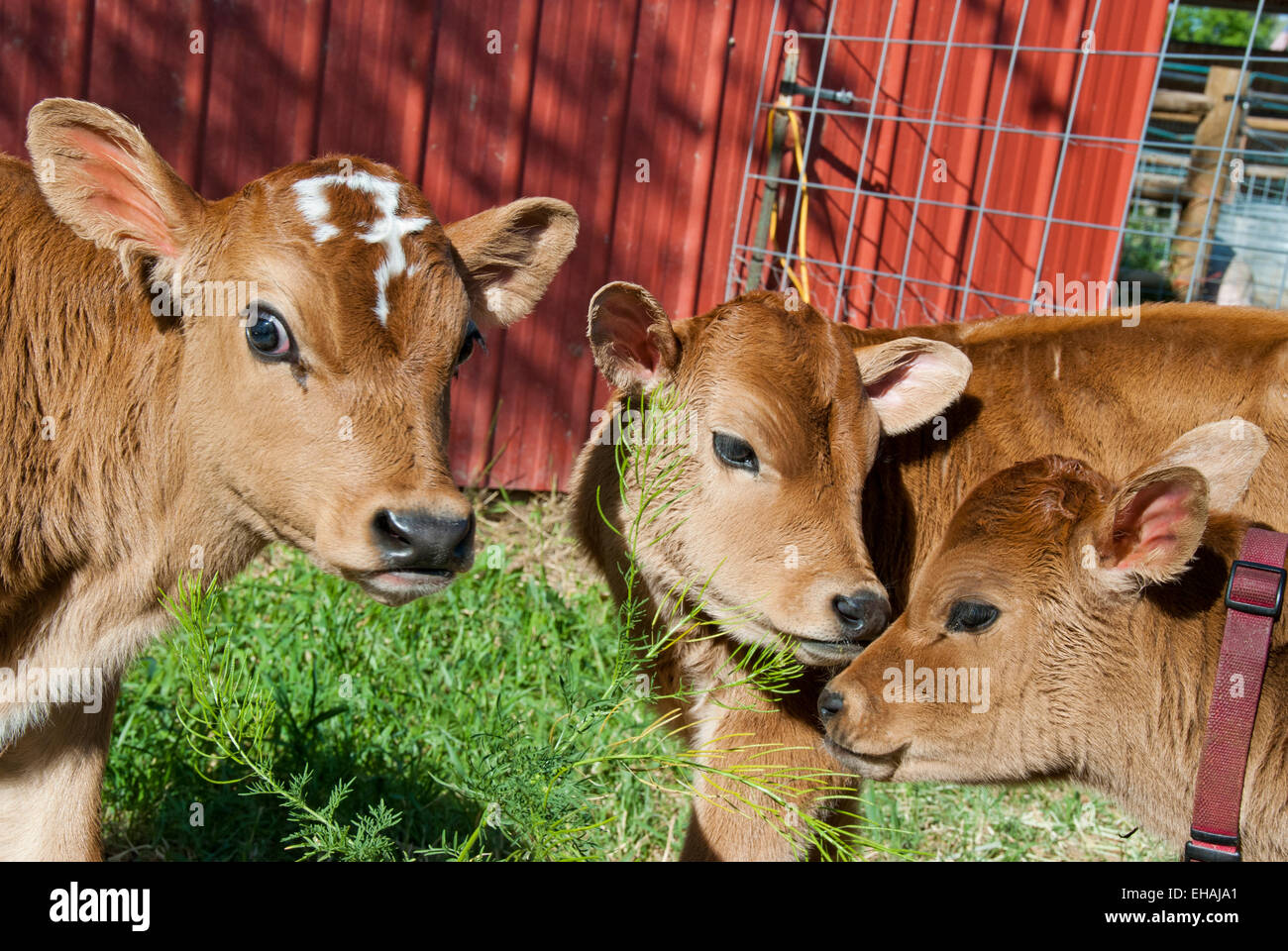 Jersey vitelli di interazione (razza lattiera) Foto Stock