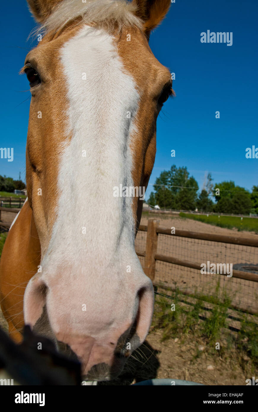 Close-up di vernice testa di cavallo Foto Stock