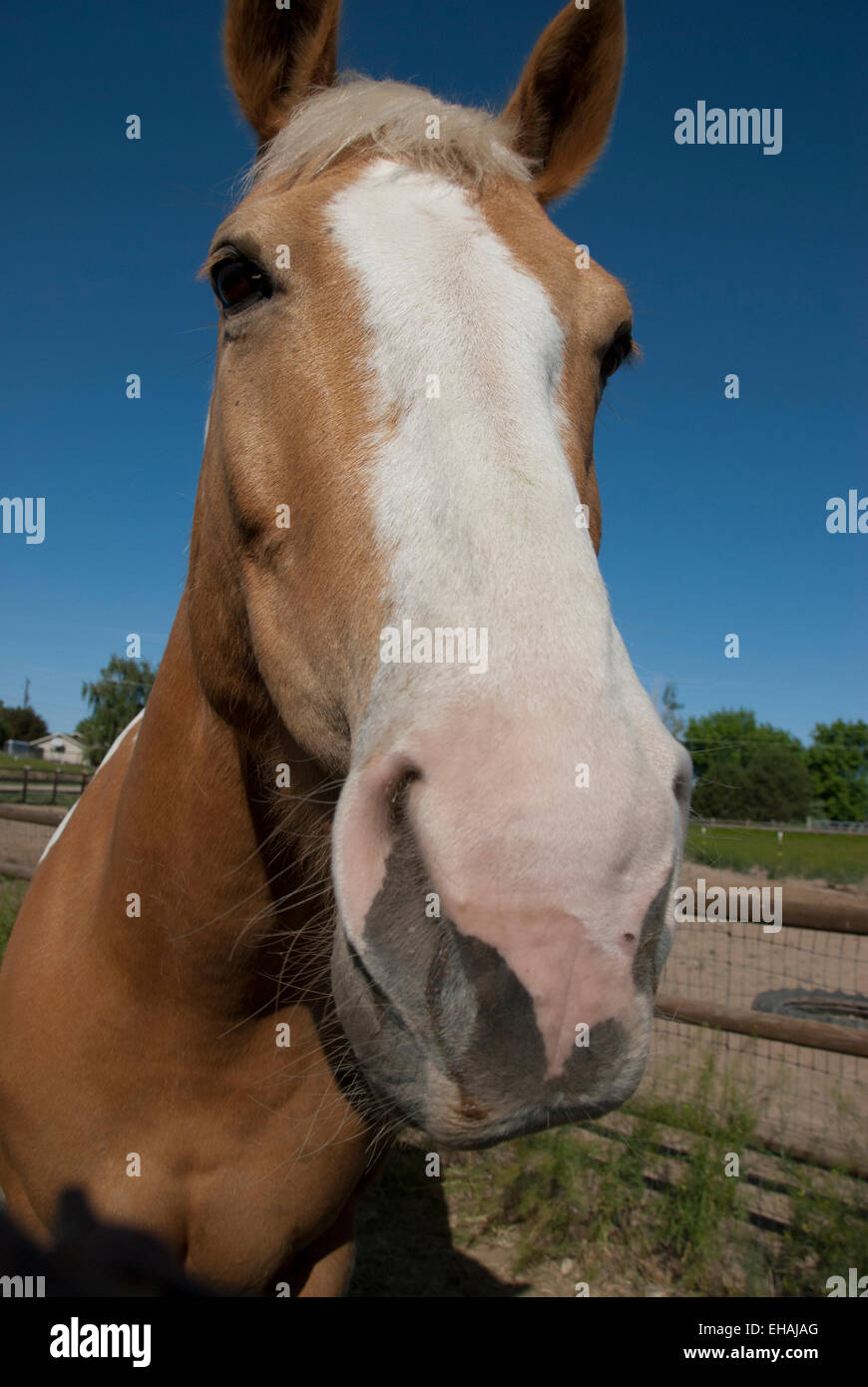 Close-up di vernice testa di cavallo Foto Stock