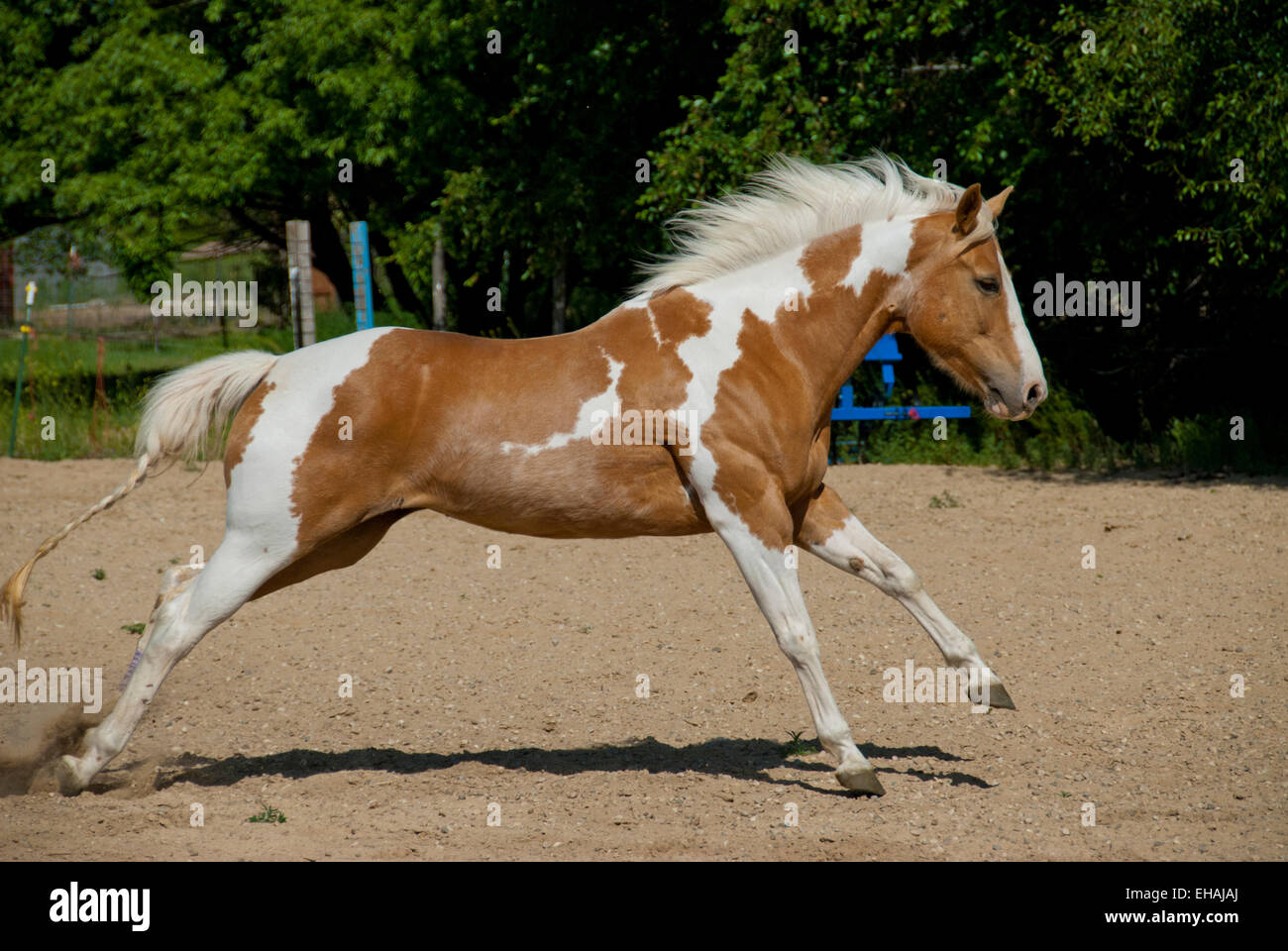 American paint horse running Foto Stock