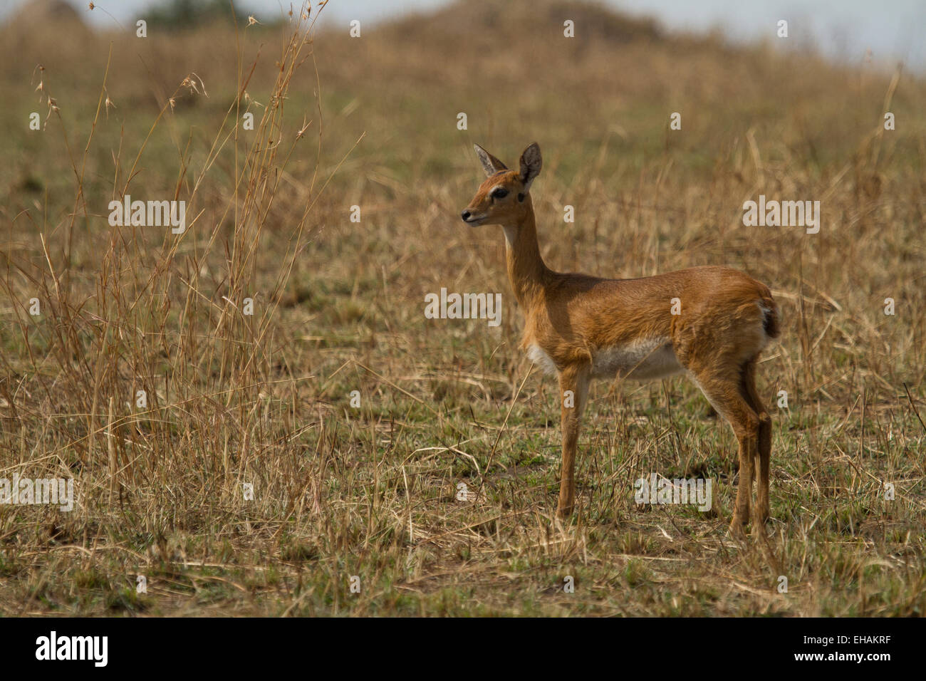 (Oribi Ourebia ourebi) Foto Stock