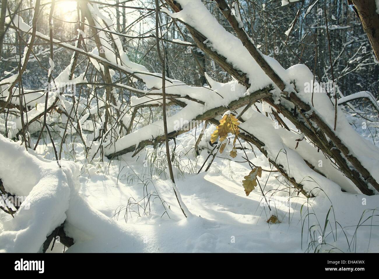 Paesaggio invernale della foresta di neve Foto Stock