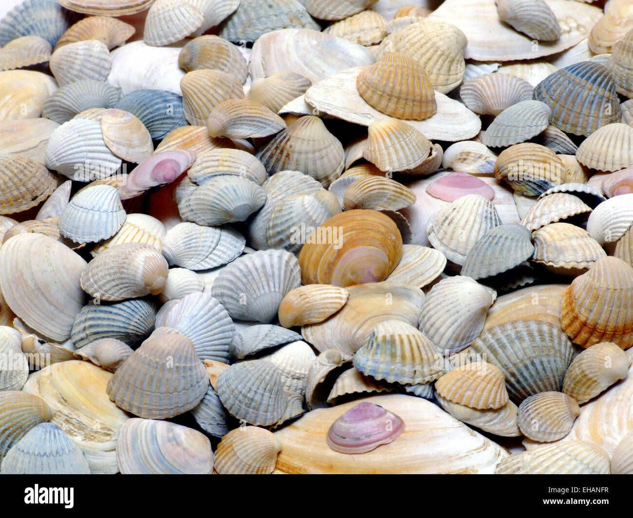 Muscheln / benne (Bilateria) Foto Stock