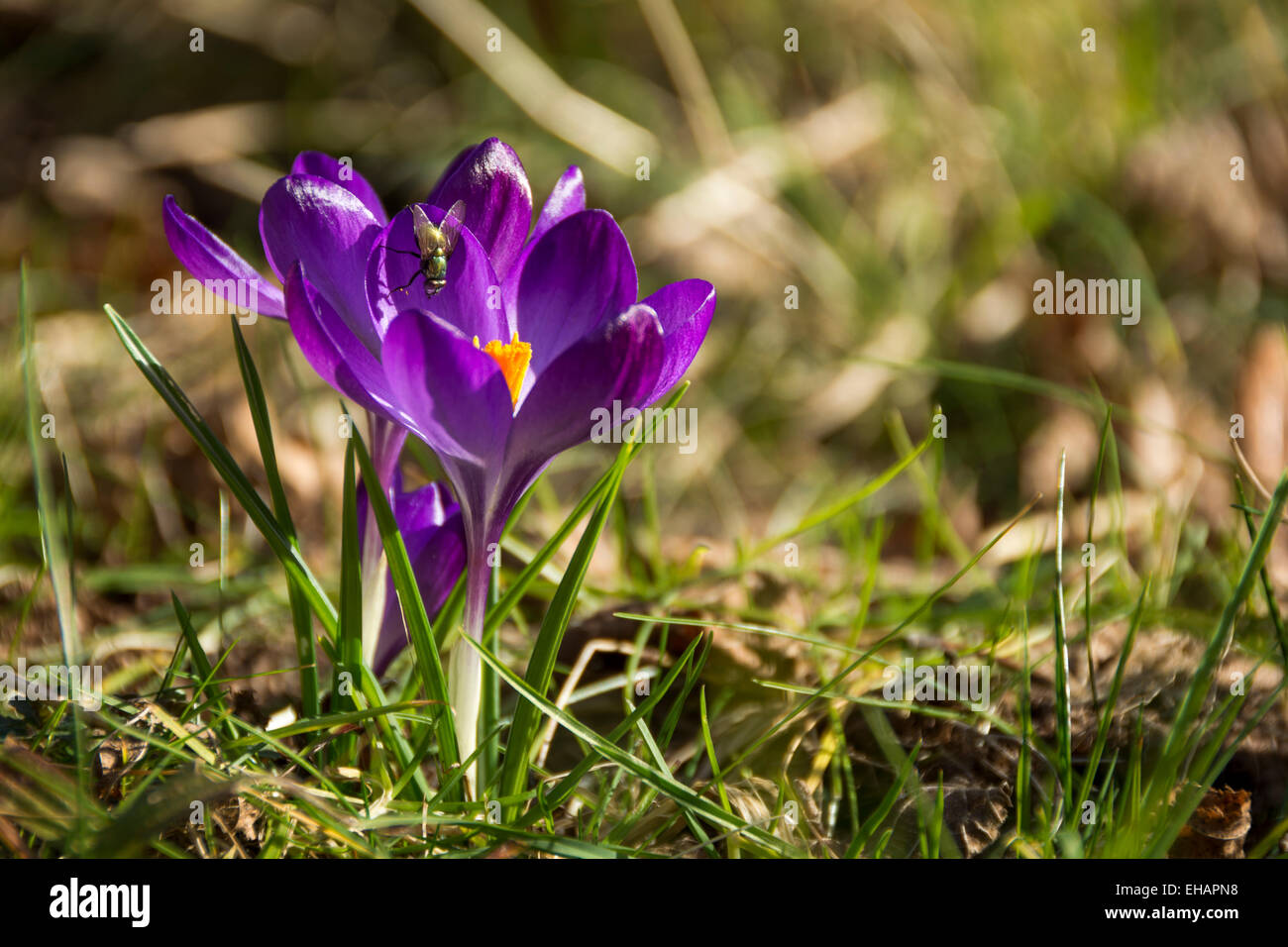 Molla viola di Crochi in erba Foto Stock