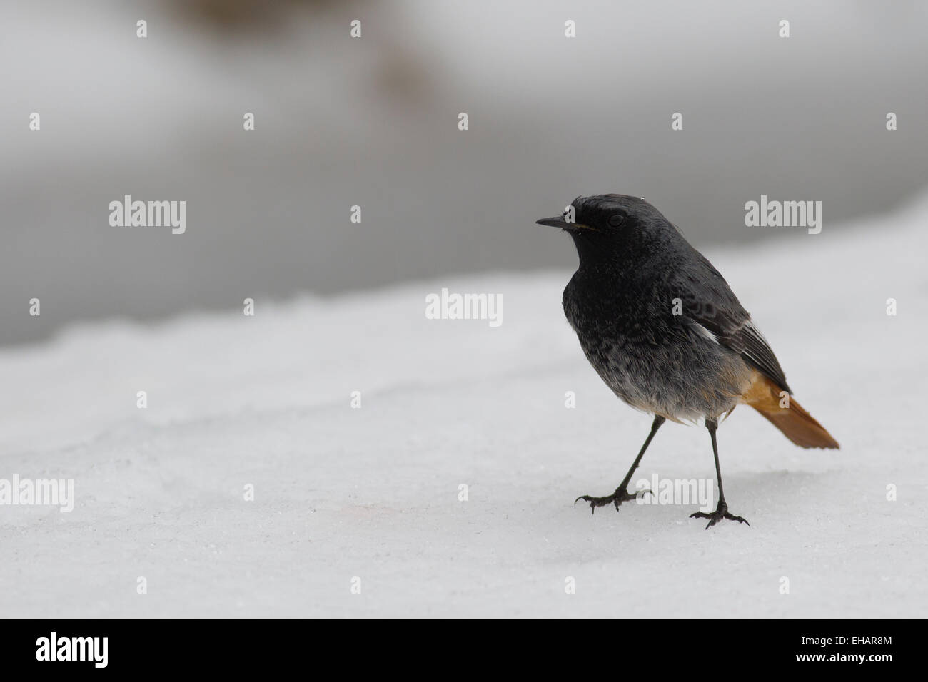 Comune (Redstart Phoenicurus phoenicurus) sul terreno nella neve. Questo uccello è considerato essere un vecchio mondo flycatcher e mi Foto Stock