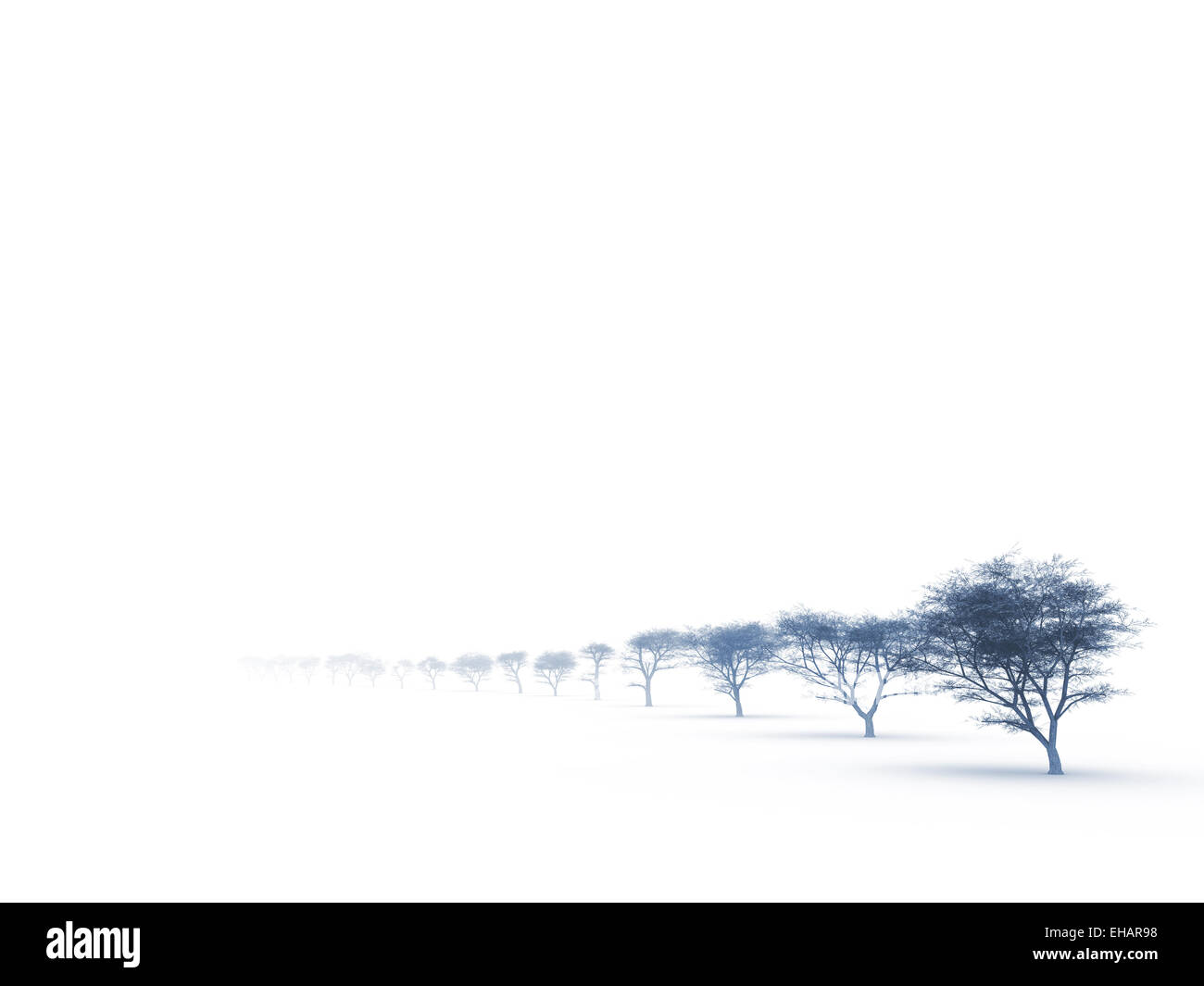 Alberi in Misty femminizzati haze in un cupo giorno di inverno Foto Stock