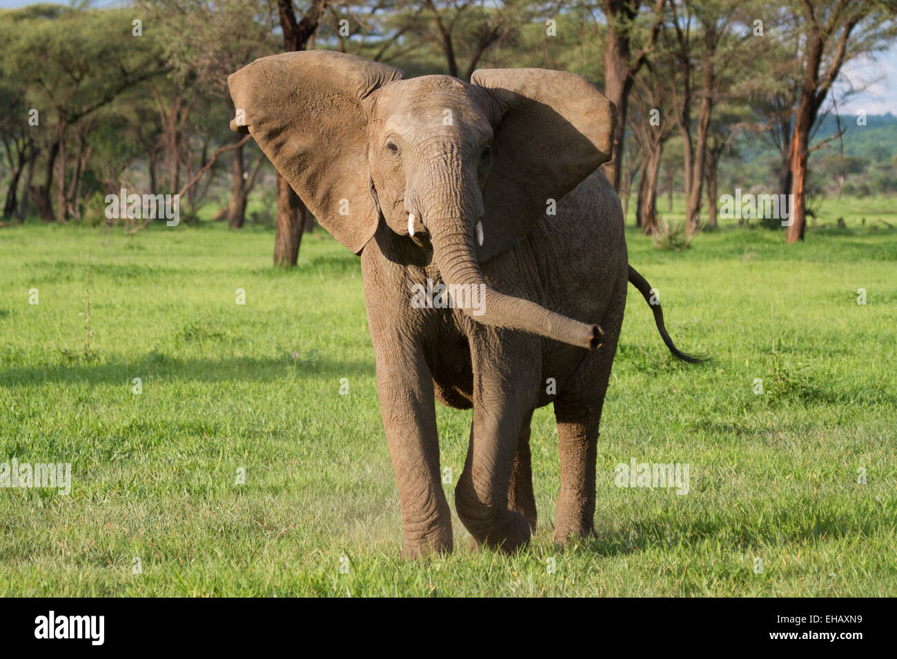 Femmina di elefante africano in carica. Foto Stock