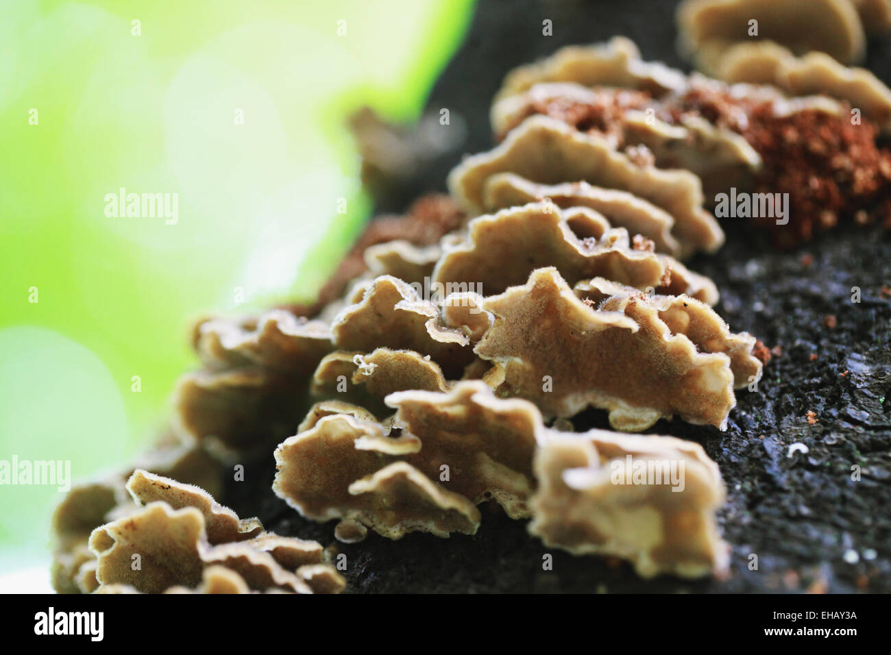 Bitter funghi Oyster sul tronco di albero Foto Stock