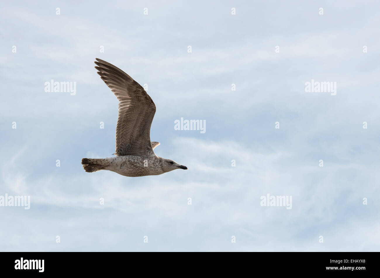 Giovani gabbiano uccello vola nel blu cielo nuvoloso Foto Stock