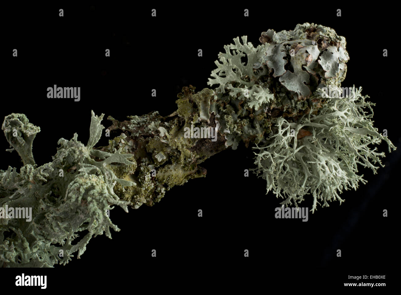 Ramoscello di quercia ricoperti di foliose frondosi licheni e arbustive fruticose licheni. Foto Stock