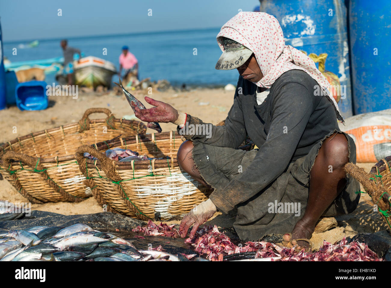 La lavorazione del pesce sulla spiaggia presso il mercato del pesce di Negombo, Sri Lanka, Asia Foto Stock