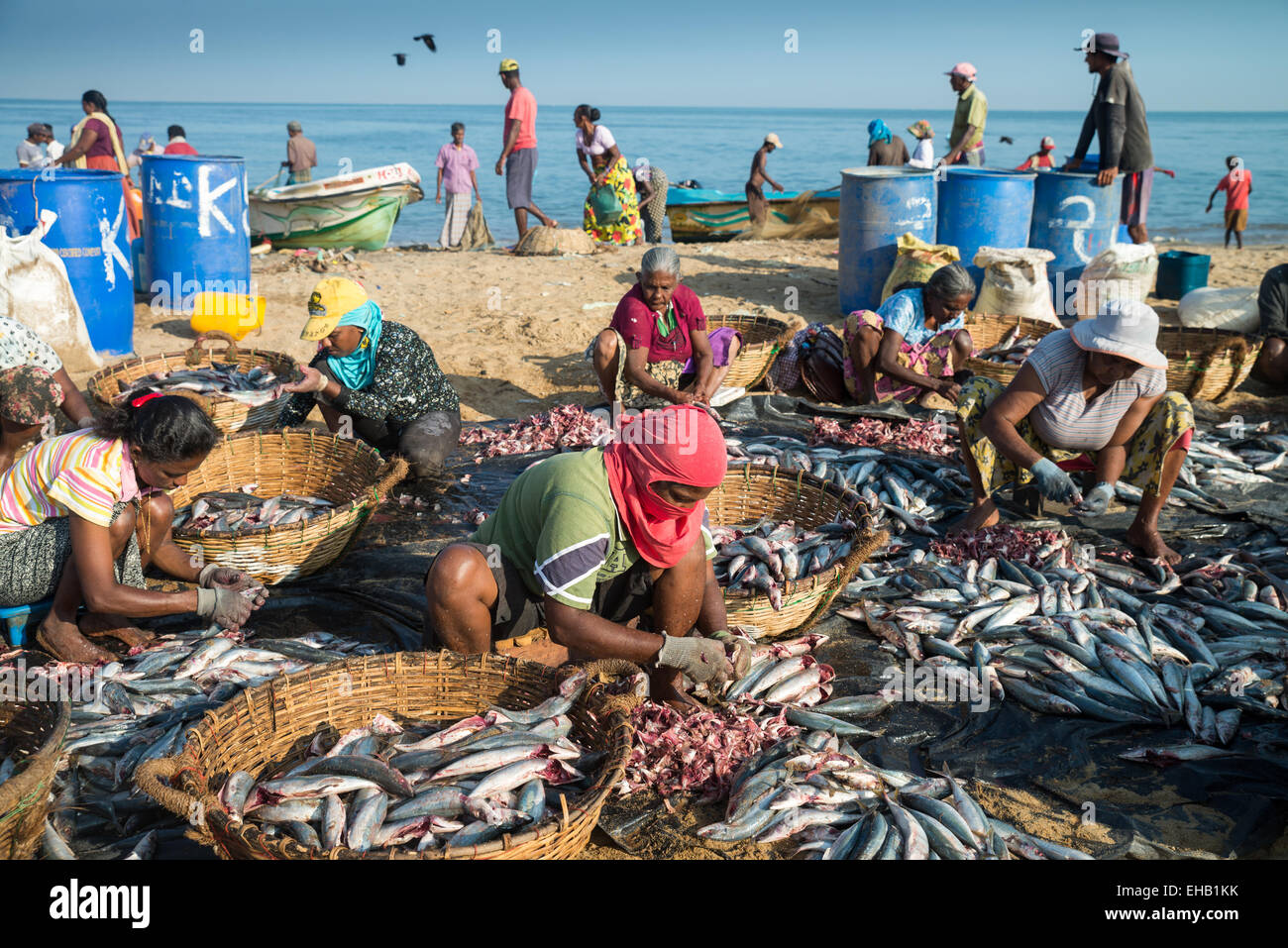 La lavorazione del pesce sulla spiaggia presso il mercato del pesce di Negombo, Sri Lanka, Asia Foto Stock