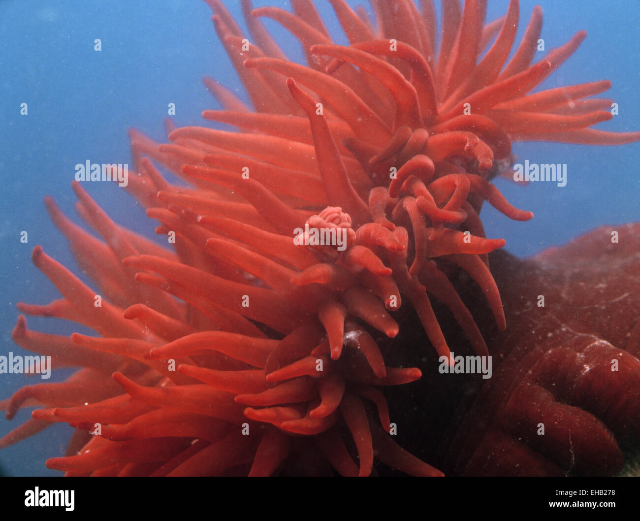 Anemone Beadlet - Actinia equina - parto Foto Stock