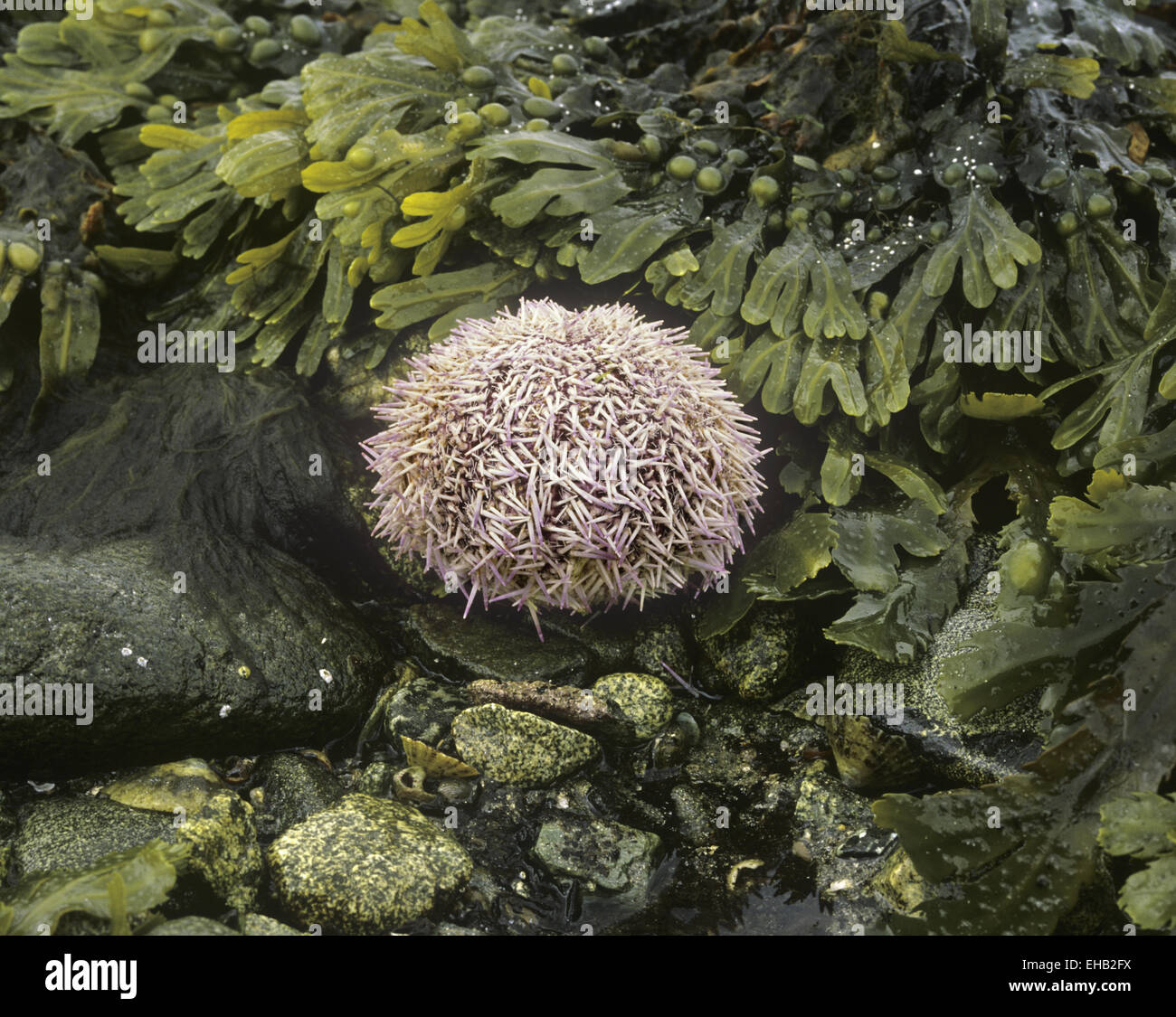 Comune di ricci di mare - Echinus esculentus Foto Stock