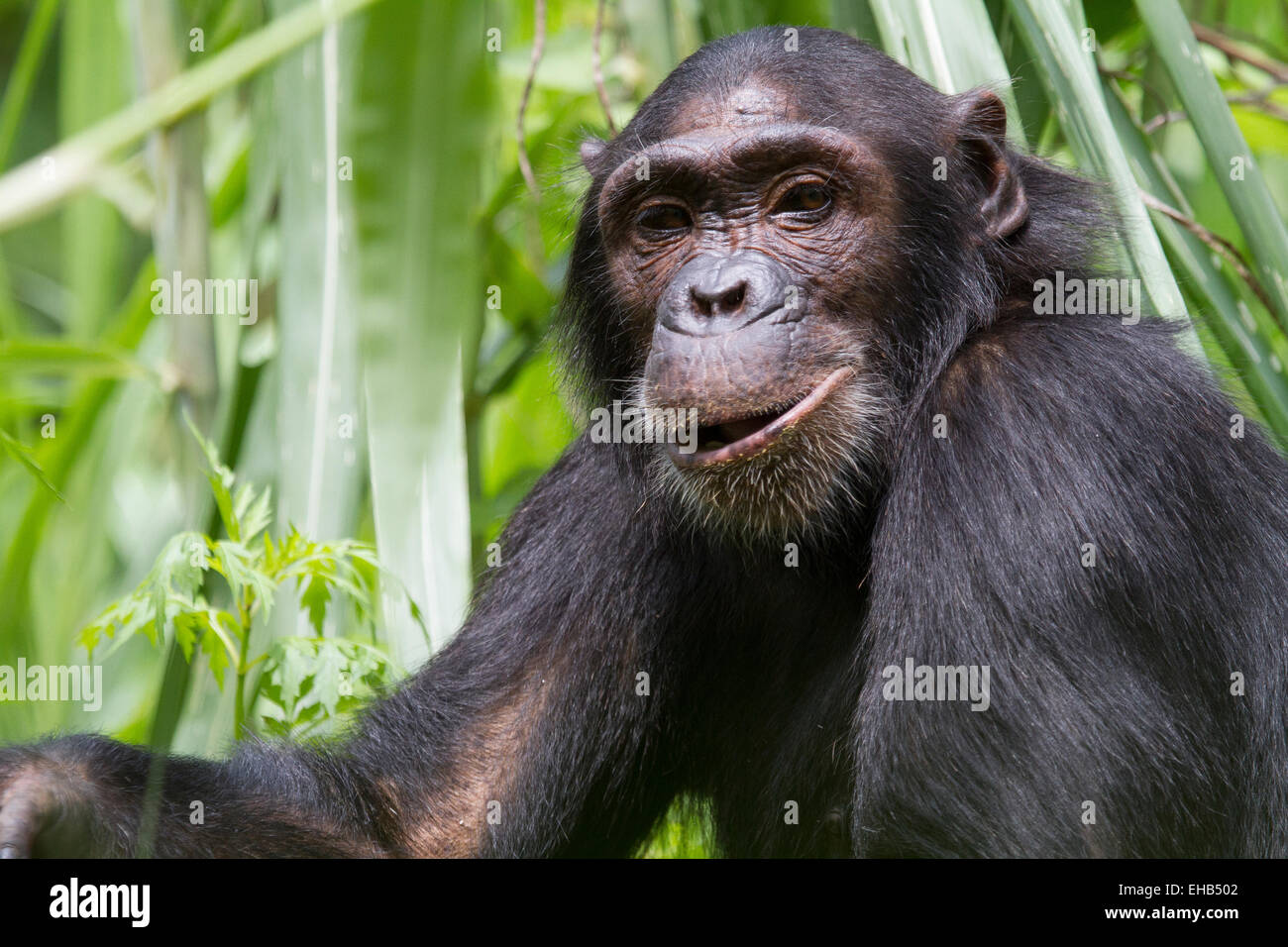 Scimpanzé comune (Pan troglodytes) Foto Stock