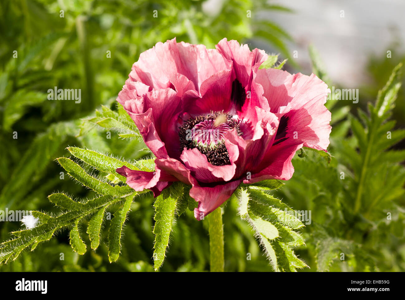 Oriental Turkenlouis papavero in fiore in maggio Foto Stock