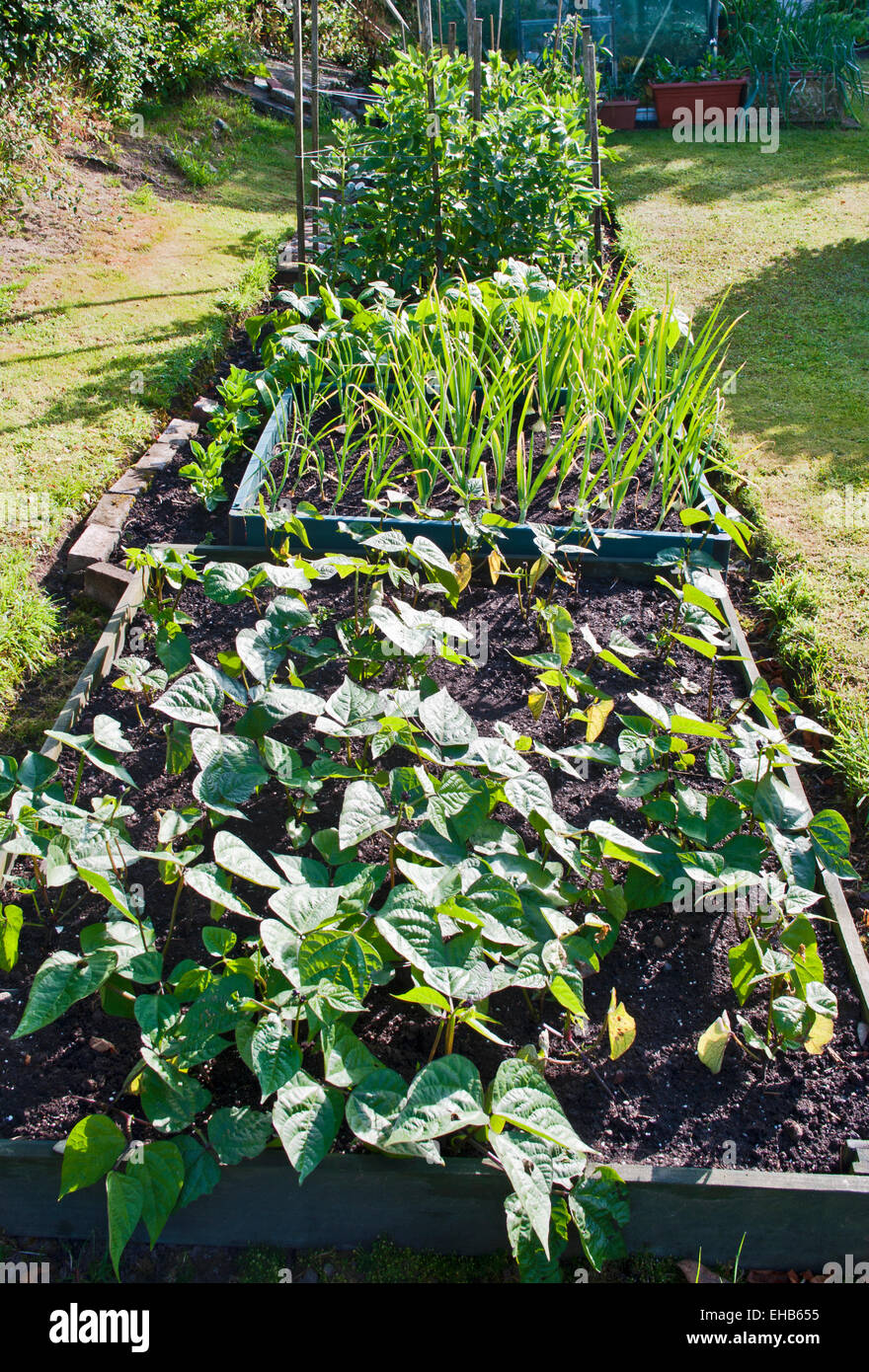 Fagioli e cipolle in crescita in letti sollevata con erba circondano in un sole estivo, giardino interno, REGNO UNITO Foto Stock