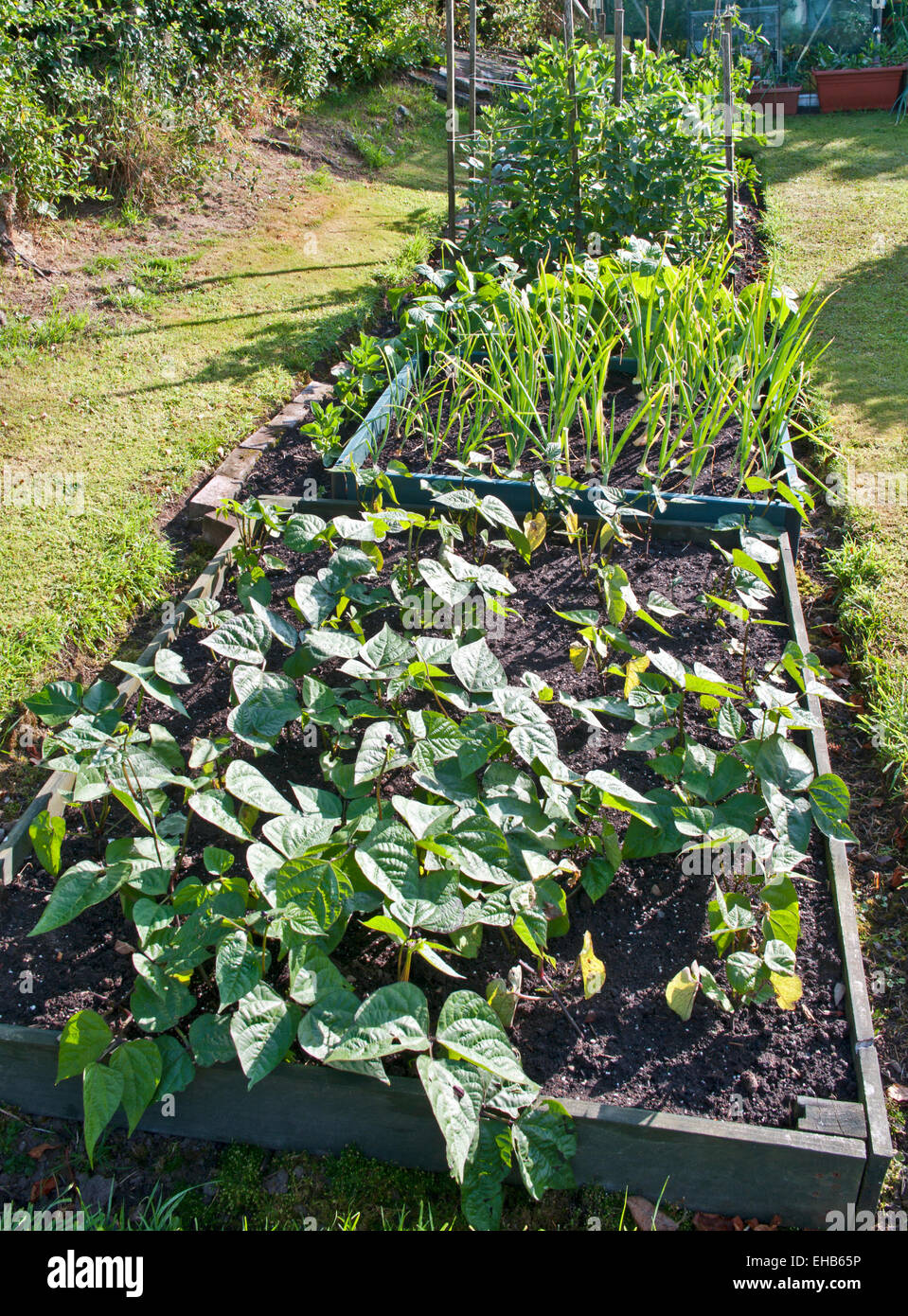 Fagioli e cipolle in crescita in letti sollevata con erba circondano in un sole estivo, giardino interno, REGNO UNITO Foto Stock