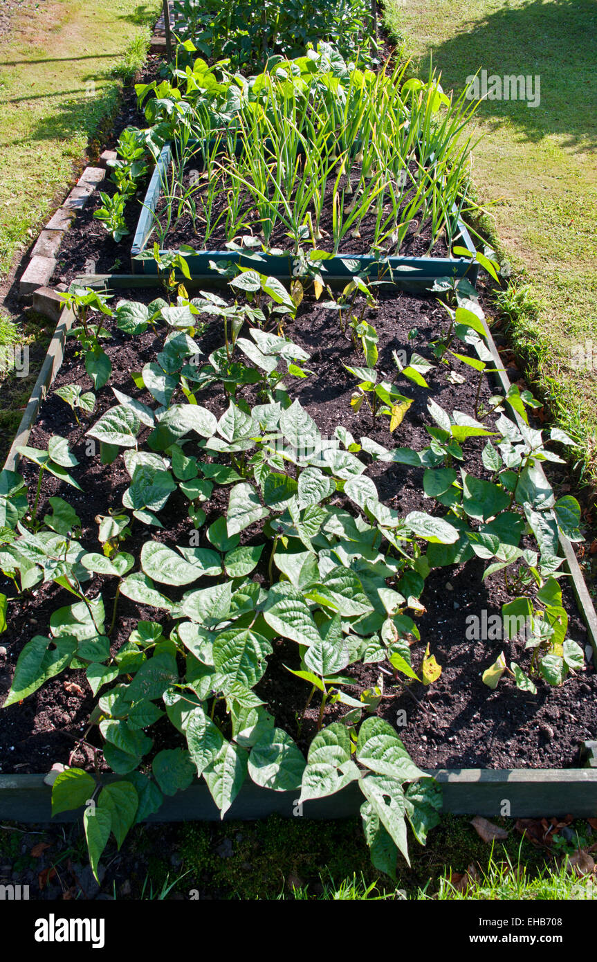 Fagioli e cipolle in crescita in letti sollevata con erba circondano in un sole estivo, giardino interno, REGNO UNITO Foto Stock