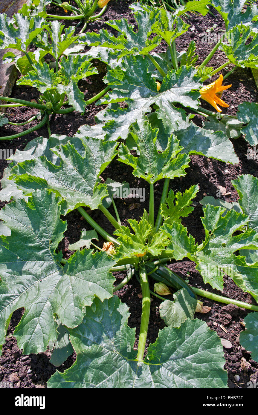 Piante di zucchine con fiore e della frutticoltura in trama vegetale in estate il sole in giardino interno, England Regno Unito Foto Stock