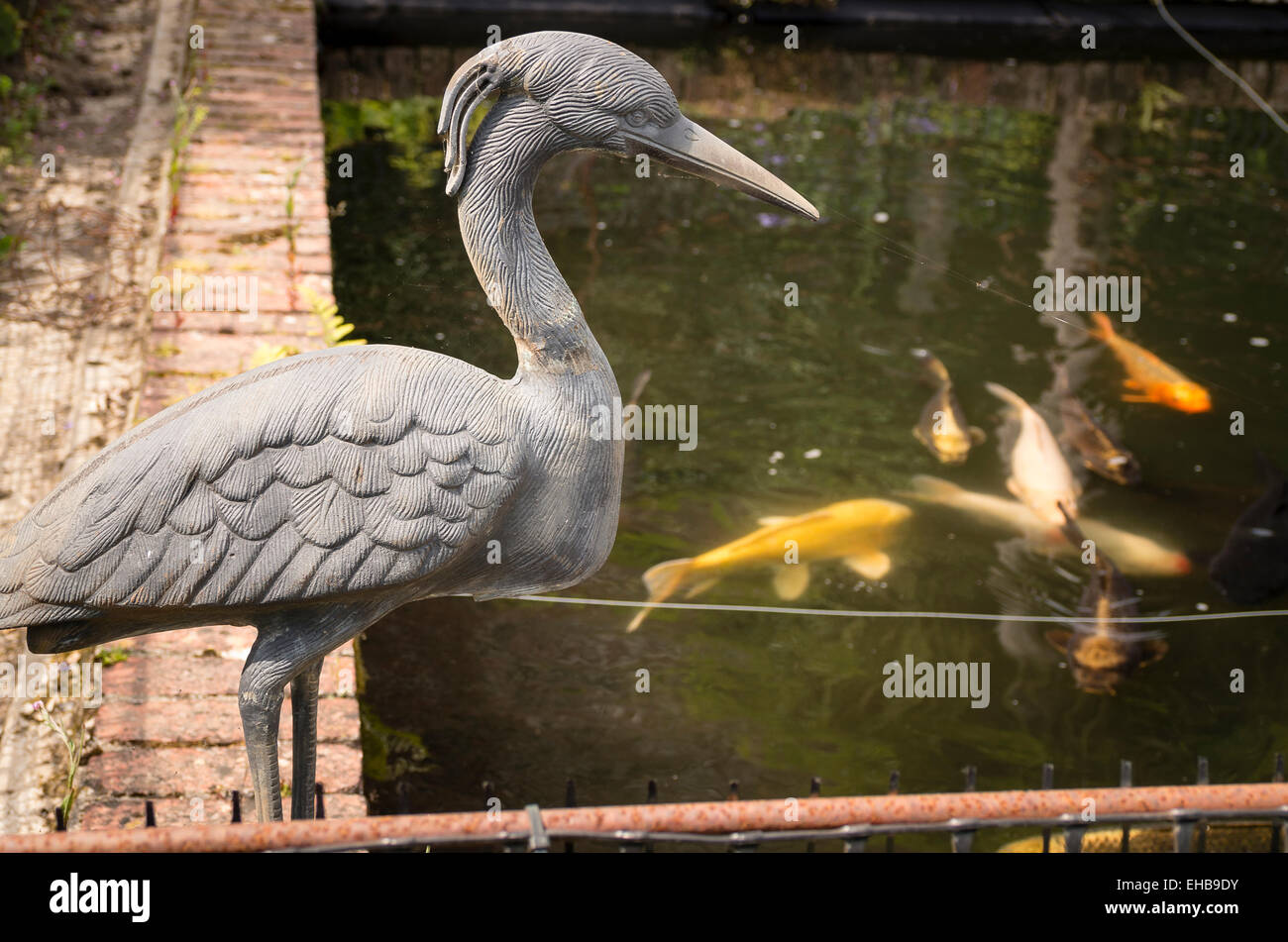 Un vigile esca artificiale heron affacciato su oro di pesce in un pool Foto Stock