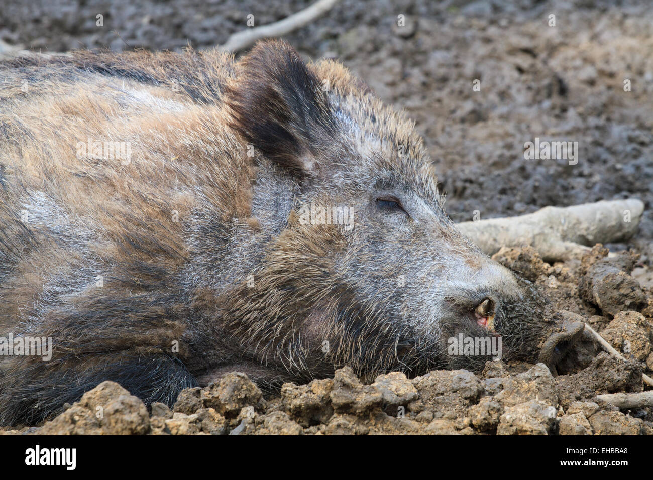 Il cinghiale in appoggio nel fango vicino Foto Stock