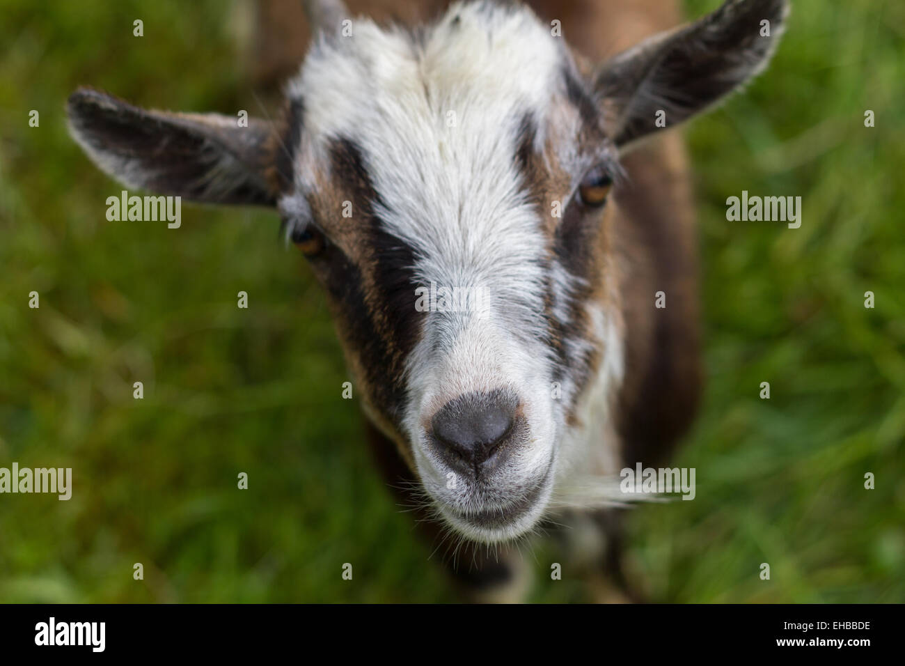 Capra con punto focale sul naso Foto Stock