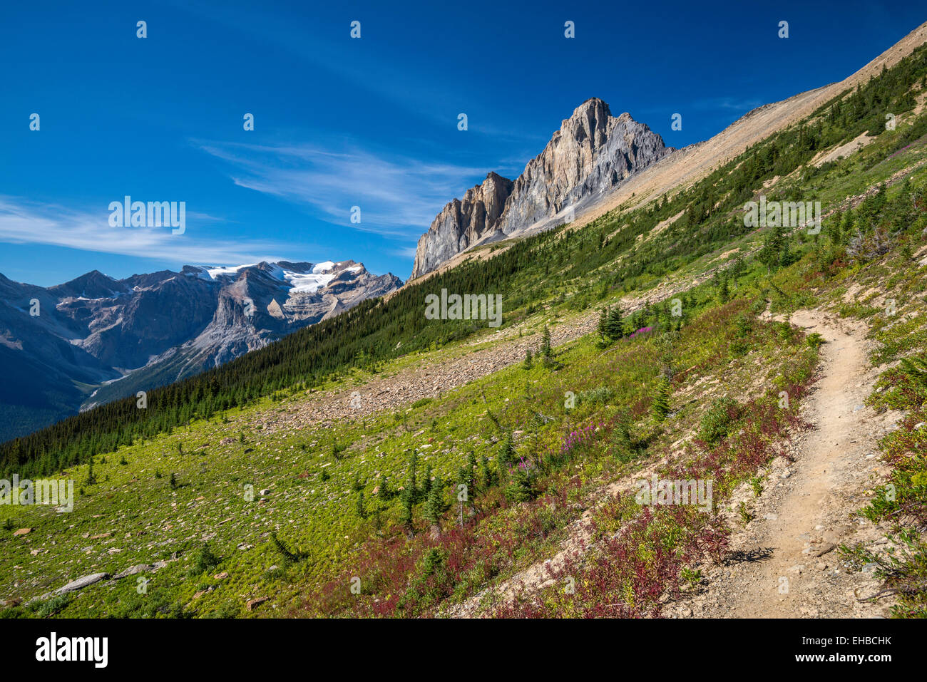 Wapta Mountain, Presidente della gamma, vista da Burgess Highline Trail, Canadian Rockies, Yoho Parco Nat, British Columbia, Canada Foto Stock