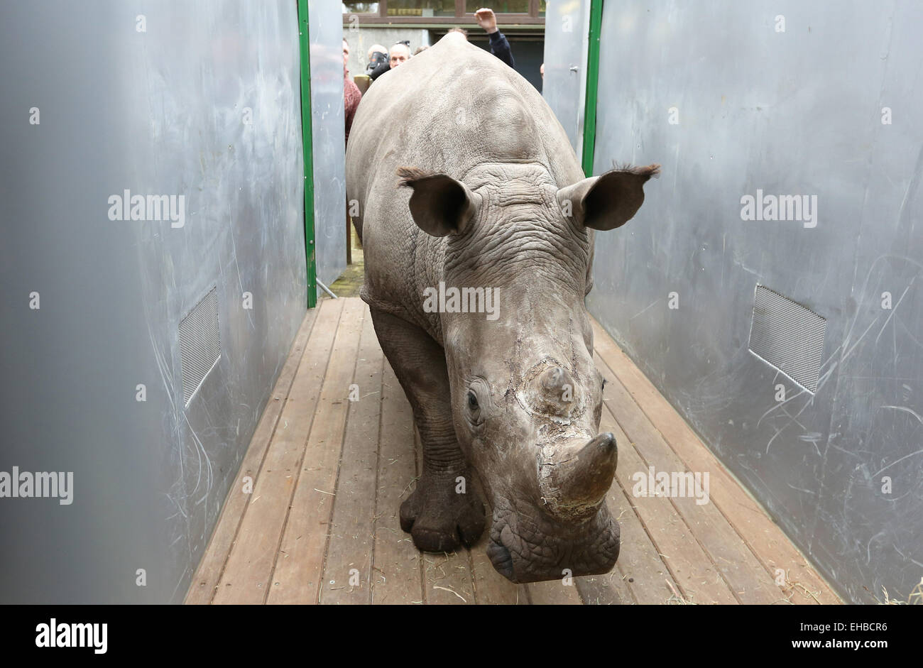 ARNHEM - In hamburger' Zoo nella città olandese di Arnhem 2.5 anno vecchio rinoceronte bianco Vince era lunedì 9-3-2015 caricato e mettere sul trasporto di animali Thoyry zoo in Francia. Il maschio di rhino è parte della Comunità europea programma di allevamento. Il rinoceronte bianco è una specie in via di estinzione a causa dei bracconieri e la criminalità organizzata in Sud Africa, che scatta centinaia di rinoceronti all'anno. Per il corno di questi animali è molto richiesta, in particolare dalla Cina. I cinesi ritengono che hanno ottenuto il potente di uso di droga del clacson. Il Giardino Zoologico di Arnhem è negli ultimi anni molto successo con allevamento di rinoceronti. In tutti Europ Foto Stock