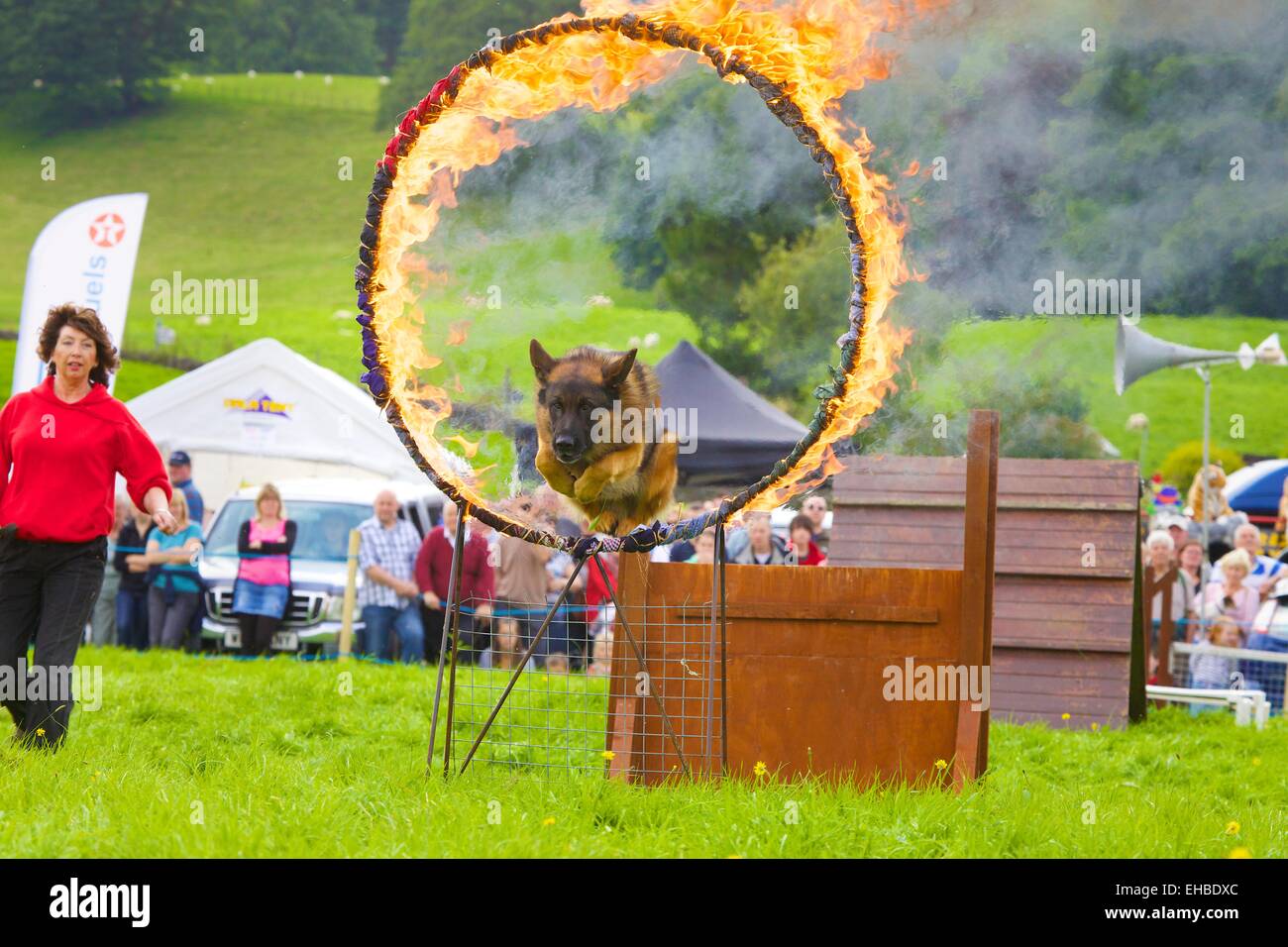 Alsaziano saltare attraverso il cerchio di fuoco. Hawkshead Visualizza Parco Nazionale del Distretto dei Laghi Cumbria Inghilterra England Regno Unito Foto Stock