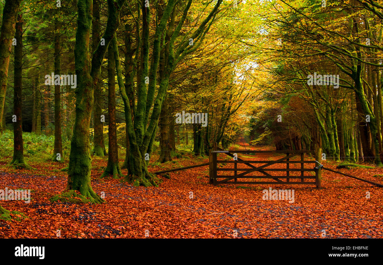 Bosco autunnale di scena nel Parco Nazionale di Dartmoor con gate al percorso del bosco Foto Stock
