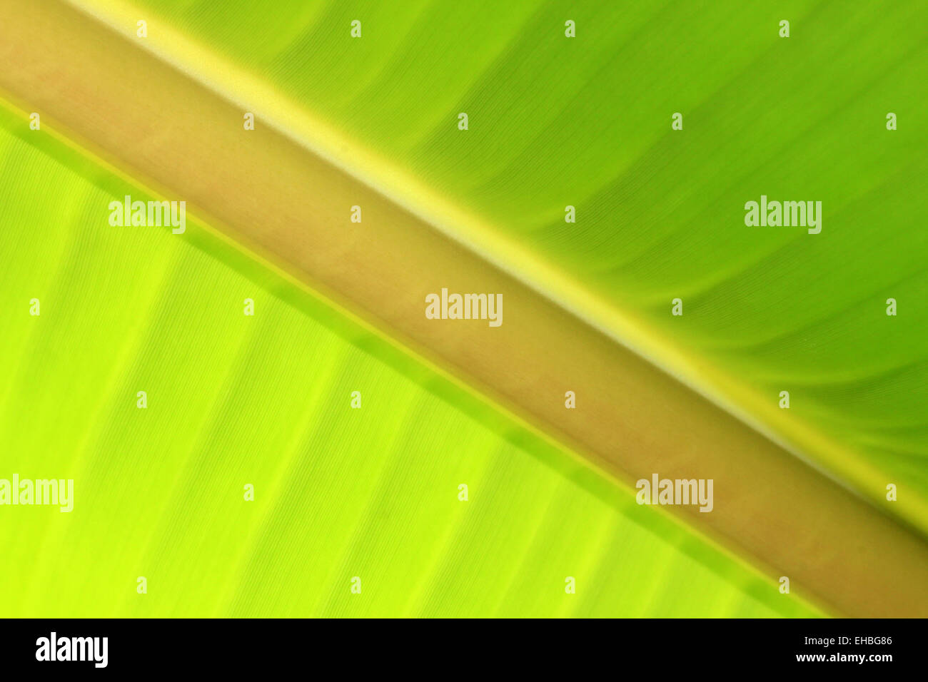 Banana Leaf Abstract Foto Stock