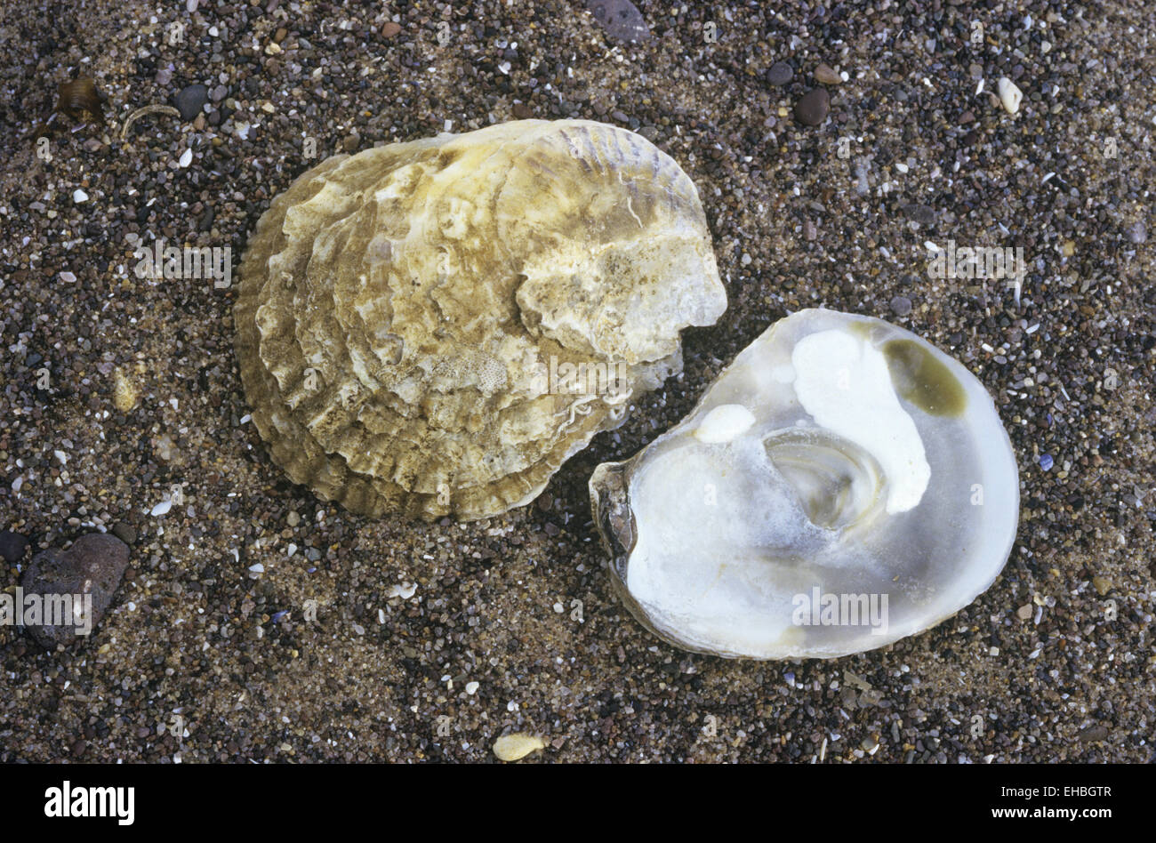 Oyster comune - Ostrea edulis Foto Stock