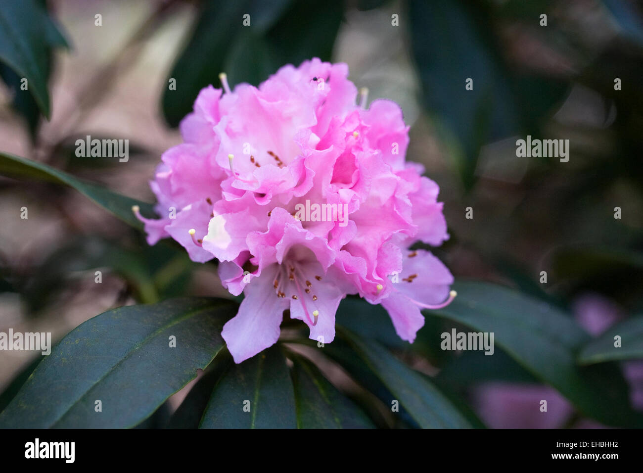 Rhododendron "allegria natalizia' Fiore. Foto Stock