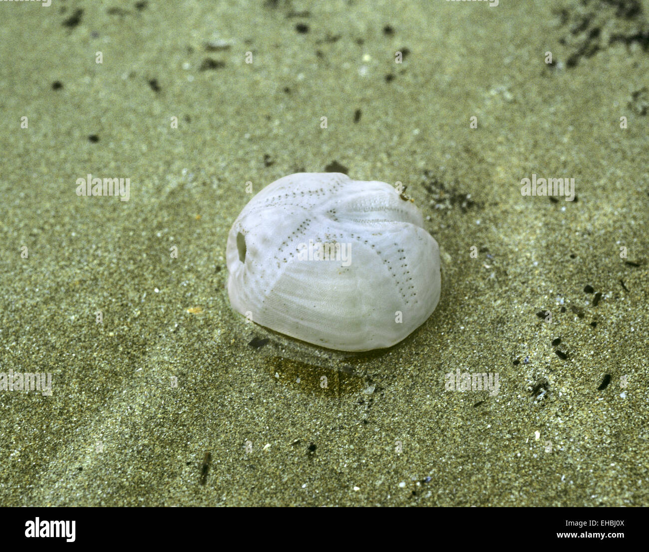 Mare - Patate Echinocardium cordatum Foto Stock