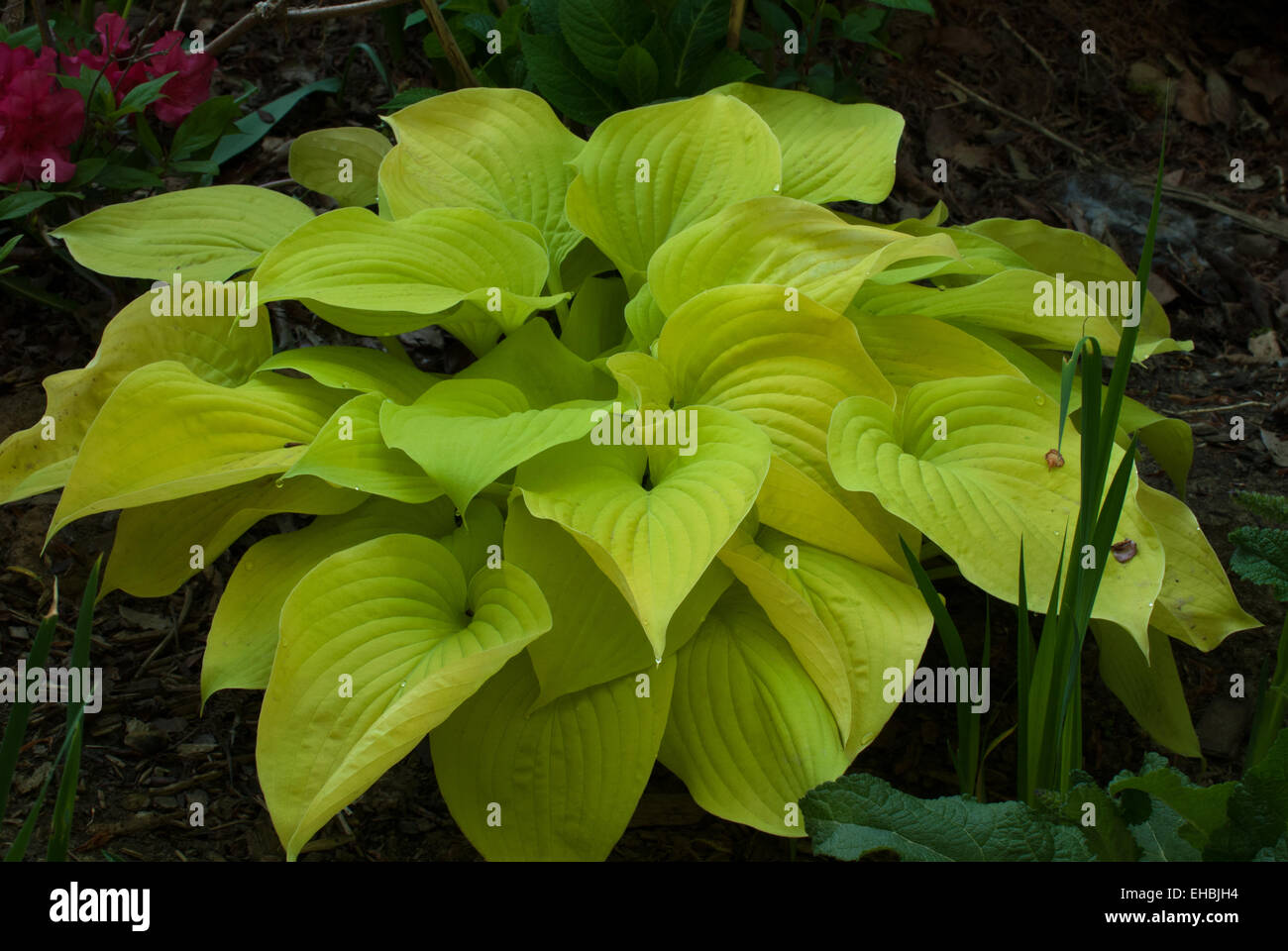 Hosta oro meridionale Foto Stock
